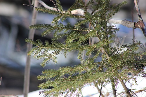 Branch of pinetree